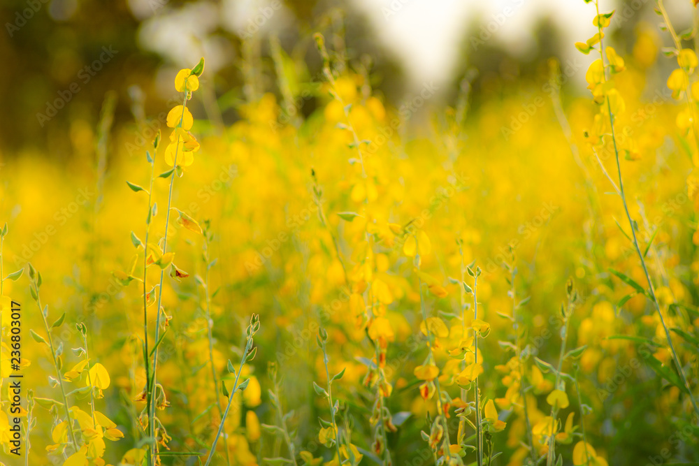 Fototapeta premium Sunhemp or Crotalaria juncea, the yellow flower field blooming on sunny day with have mountain background