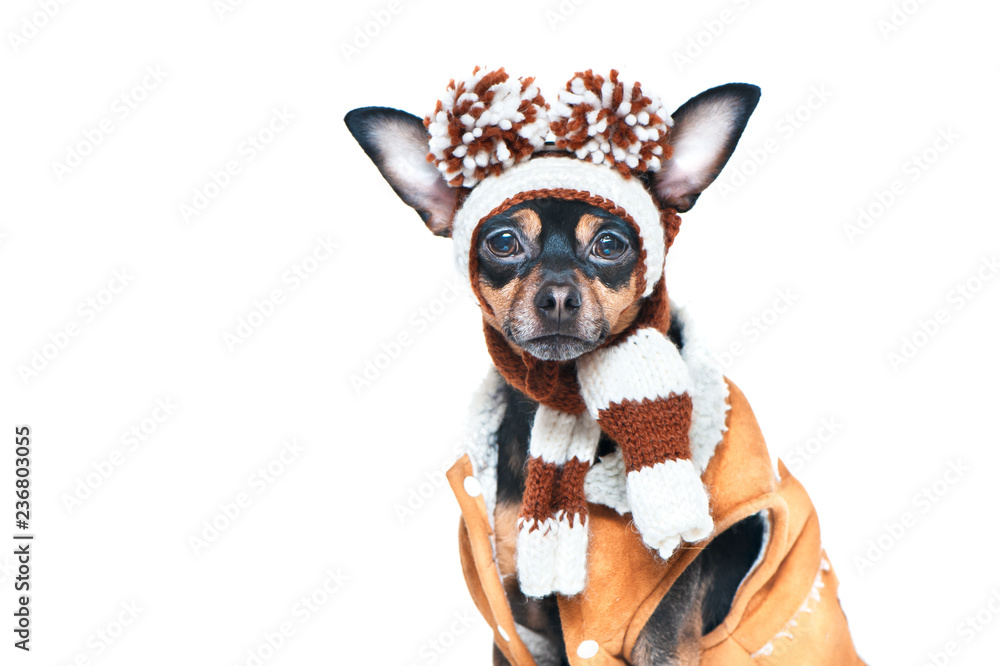 Funny puppy, a dog in a winter hat with pumples, isolated . A dog in clothes .. Space for text
