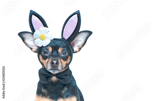 Dog in rabbit ears, easter theme, isolated portrait of a puppy in a hare costume
