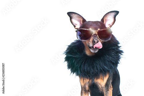 Bilde på lerret Stylish, chic dog  isolated , diva in a fur coat and glasses licked in anticipation of purchases and discounts