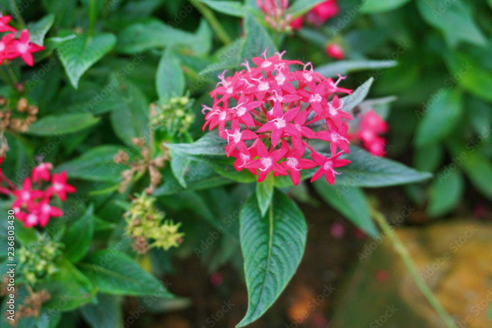 Vibrant beautiful botanic garden with various flowers and leaves in spring time Vibrant beautiful botanic garden with various flowers and leaves in spring time