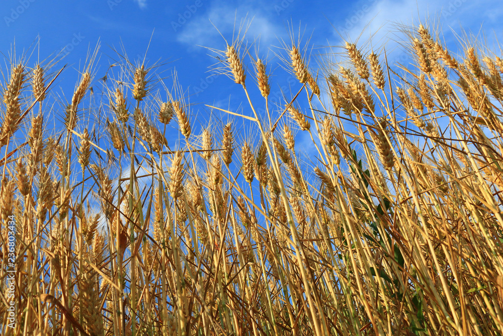 Obraz premium Wheat field against a blue sky
