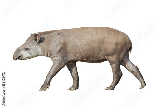 South American Tapir (Tapirus terrestris), isolated on white background photo