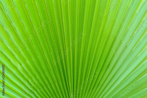 Tropical palm leaf as a background  texture 