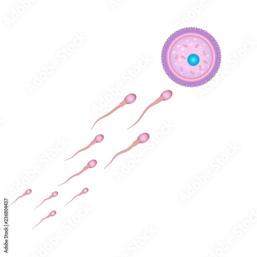 Fertilisation and ovulation concept. Medical and healthcare background with moving spermatozoons and female egg. Vector illustration isolated on white background.