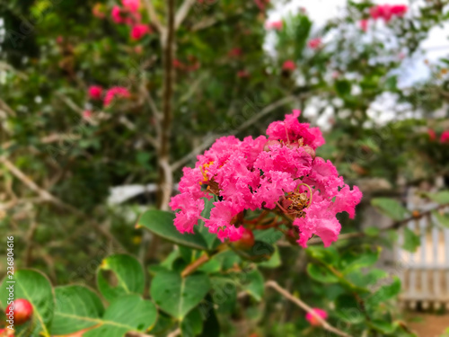 Pink bougainvillea beautiful flower background climbing ornamental tree