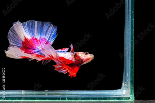 Foto The moving moment beautiful of siamese betta fish or splendens fighting fish in thailand on black background