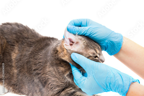 Veterinarian looking ear of a cat while doing checkup at clinic photo