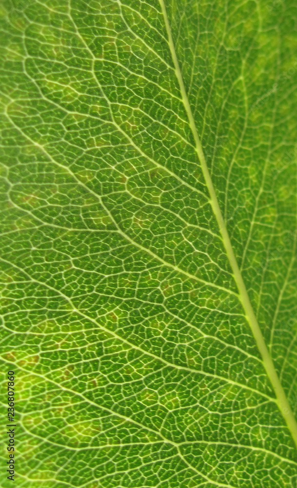 leaf, background, plant, pear leaf, macro, green. leaf, background, plant, pear leaf, macro, green.