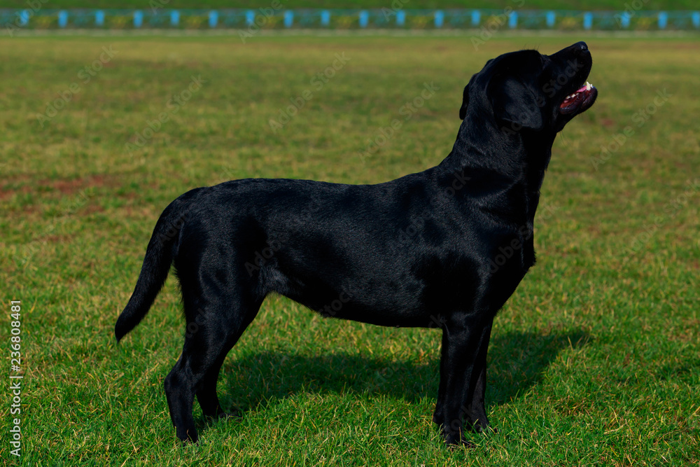 Dog breed Labrador