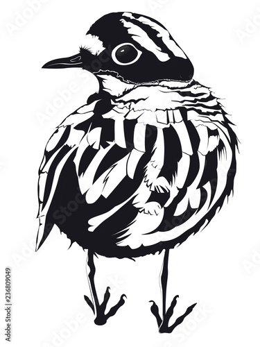 un pluvier en noir et blanc regarde sur le côté