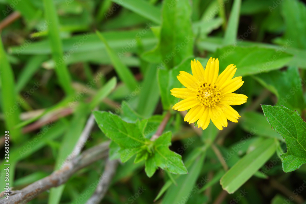 close up Beautiful white and yellow daisy and green grass in summer time grass field with sunlight and blurred background close up Beautiful white and yellow daisy and green grass in summer time grass field with sunlight and blurred background