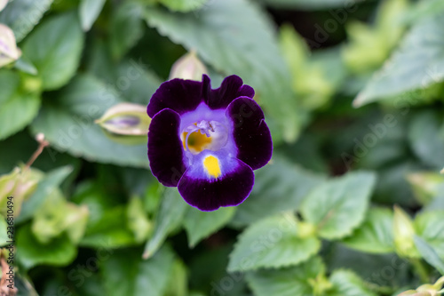 Purple Pansy Flower. Violet Wittrock closeup. Green leaves, large pestle. photo