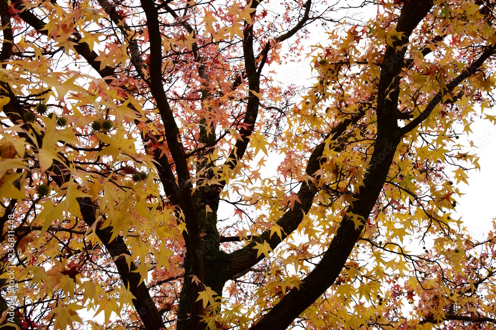 Amberbaum, Baumkrone, freigestellt vor hellen Hintergrund Stock Photo