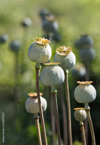 Green poppy heads