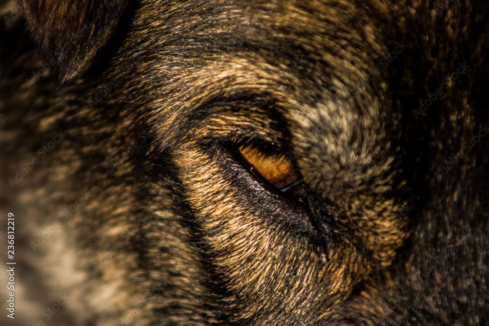 Dog with a brilliant challenging face starrying back at you Dog with a brilliant challenging face starrying back at you
