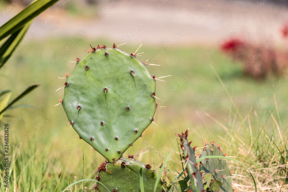Green spiny cactus with flat leaves. A closeup of a cactus growing outside in a pot. Green lawn. Green spiny cactus with flat leaves. A closeup of a cactus growing outside in a pot. Green lawn.
