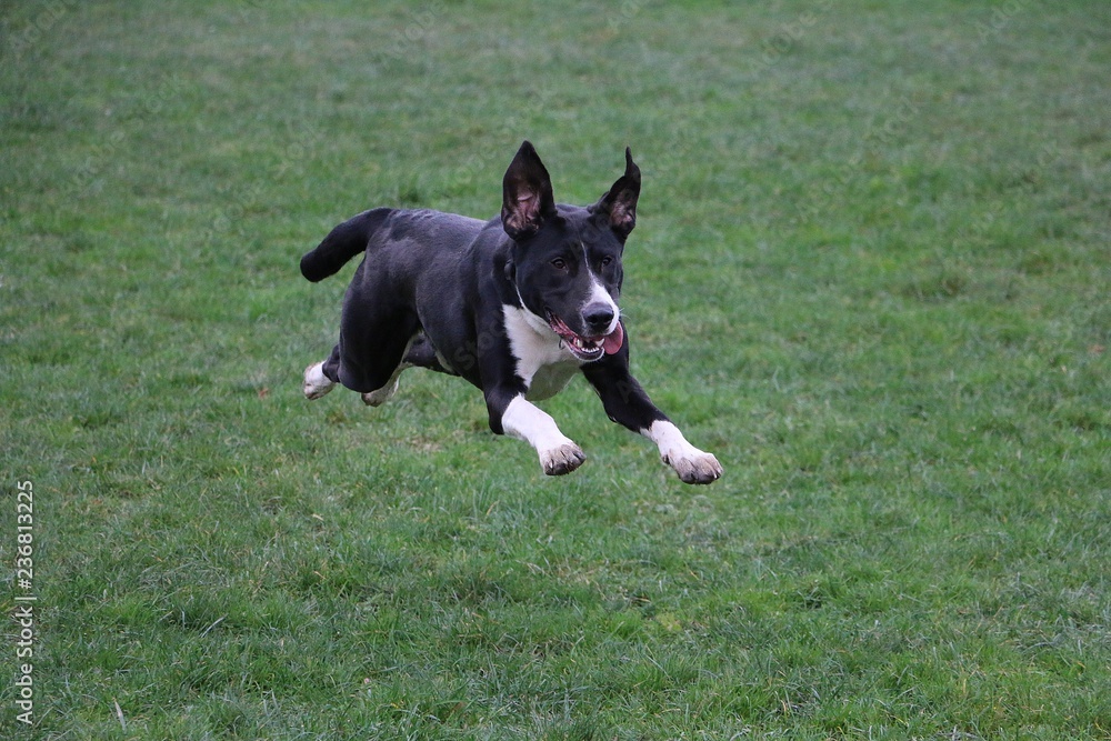 beautiful mixed black and white boerboel dog is running in the garden