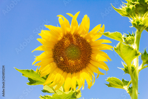 Fototapeta Naklejka Na Ścianę i Meble -  Closeup yellow sunflower with bee in the graden on sunshine day
