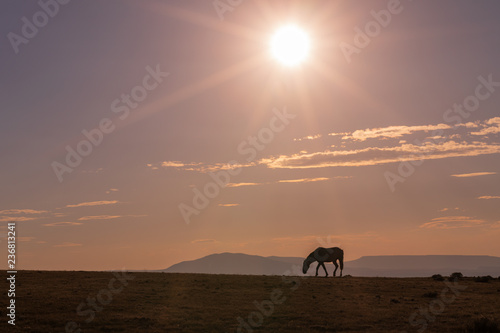 Wild Horse at Sunset in the High Desert © natureguy