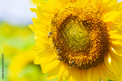 Fototapeta Naklejka Na Ścianę i Meble -  Closeup yellow sunflower with bee in the graden on sunshine day