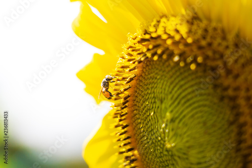 Fototapeta Naklejka Na Ścianę i Meble -  Closeup yellow sunflower with bee on sunshine day