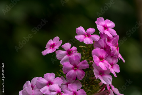 pink flowers in the garden