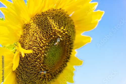 Fototapeta Naklejka Na Ścianę i Meble -  Closeup yellow sunflower with bee on sunshine day