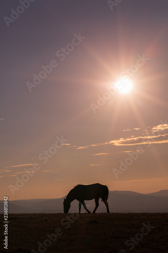 Wild Horse at Sunset in the High Desert