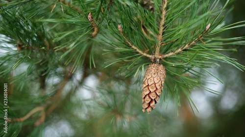 A pine cone on a green branch of a green needle pine background.