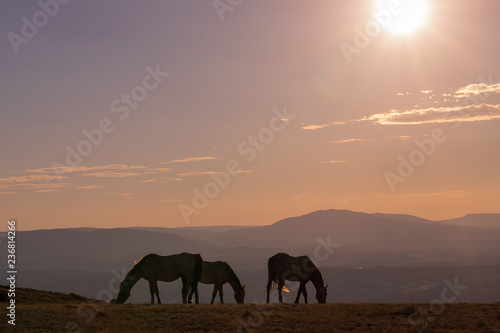 Fototapeta Naklejka Na Ścianę i Meble -  Wild Horses at Sunset in the High Desert