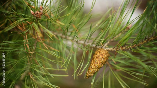 A pine cone on a green branch of a green needle pine background.