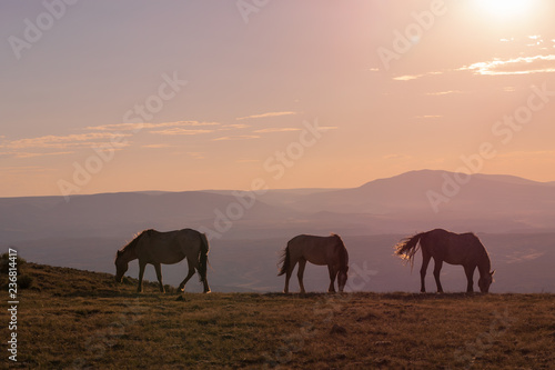 Wild Horses at Sunset in the High Desert © natureguy