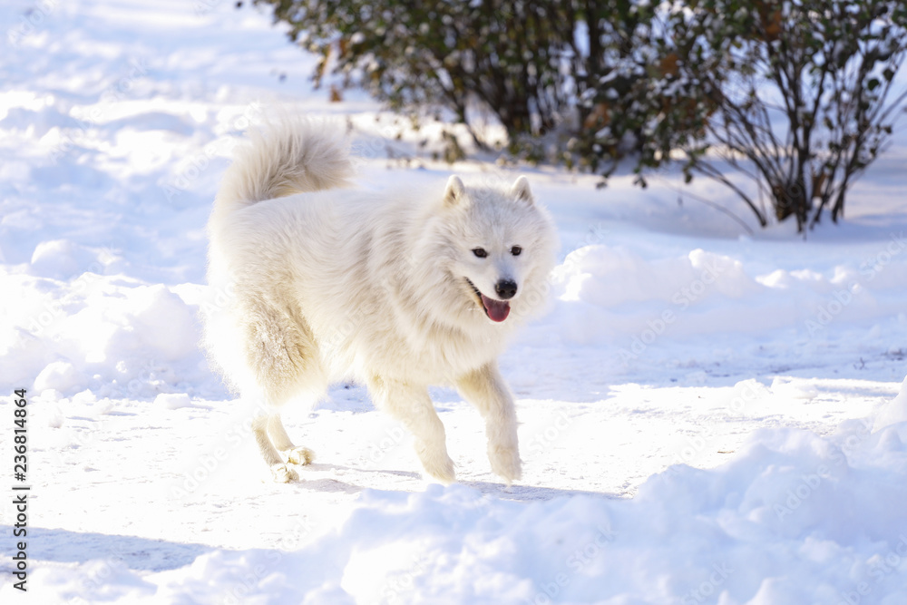 Beautiful dog Samoyed in the forest in the park on the snow Beautiful dog Samoyed in the forest in the park on the snow