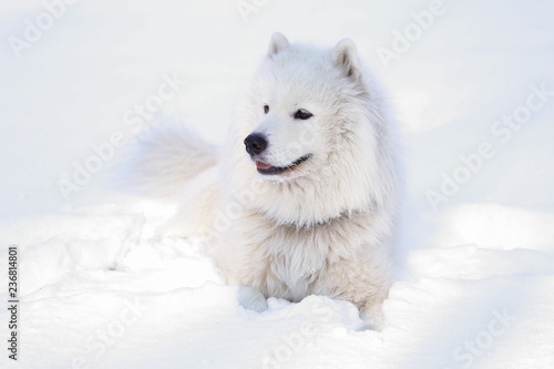 Beautiful dog Samoyed in the forest in the park on the snow © Alexander
