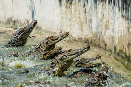 Group of crocodile eats a chicken In the pond
