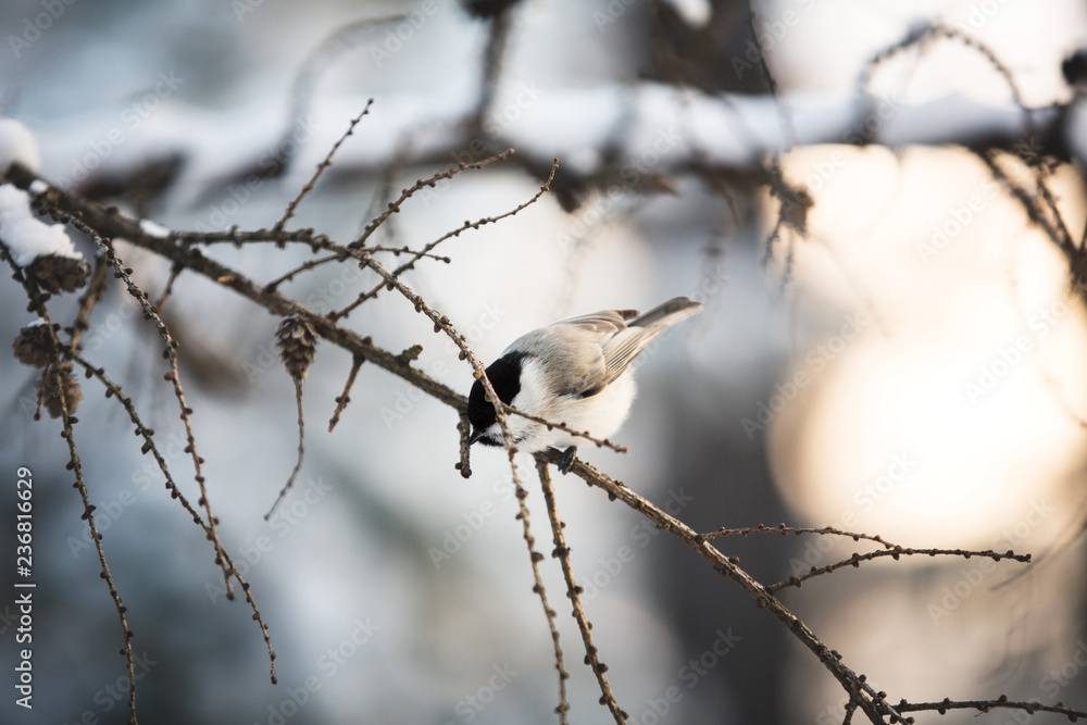 Image of beautiful marsh tit bird sitting on the branch in the winter forest Image of beautiful marsh tit bird sitting on the branch in the winter forest