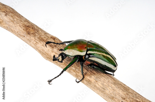 afrikanischer Rosenkäfer (Dicronorhina derbyana) - Derby's flower beetle photo