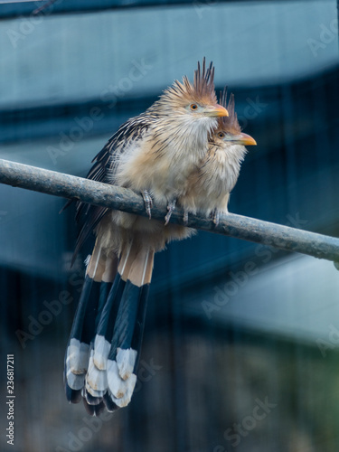 Vogelpaar guirakuckuck auf der stange in trauter zweisamkeit photo