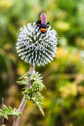 Wasp, hornet, bee, field flower.