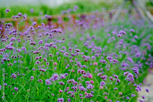 Purple Flower Garden Beautiful Flower Garden With key copy space