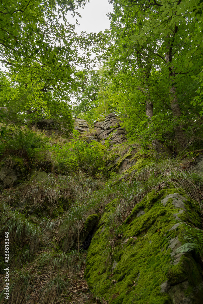Fototapeta premium rocks in an idyllic forest