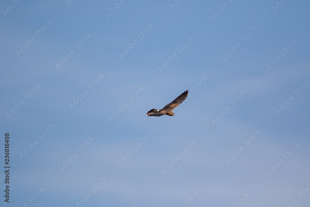 Obraz premium Montagu's Harrier (Circus pygargus).