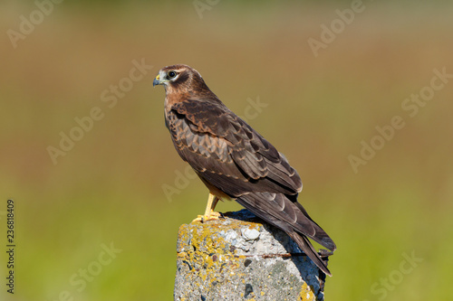 Montagu's Harrier (Circus pygargus).