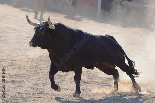 Spanish bull