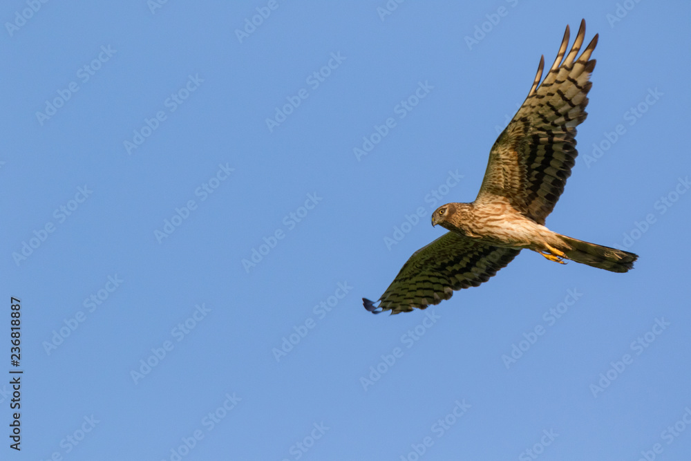Fototapeta premium Montagu's Harrier (Circus pygargus).