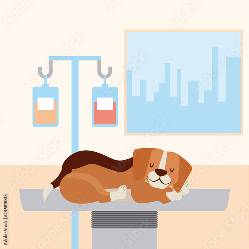 pet and veterinary