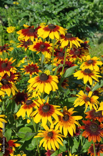 Rudbecia blooms in the garden on a Sunny summer day