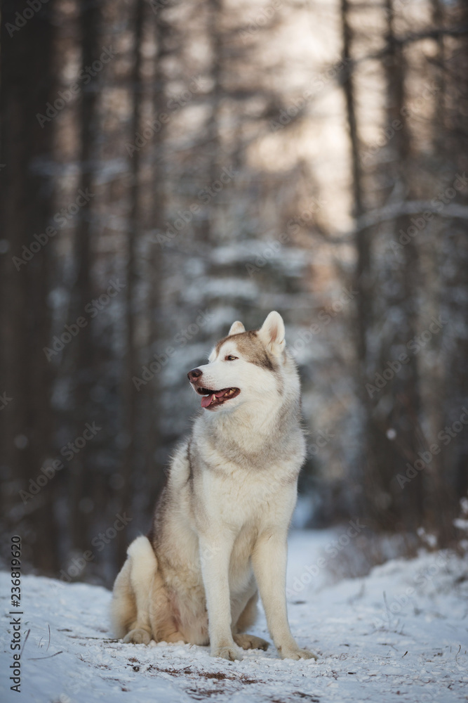 Naklejka premium Profile Portrait of gorgeous and free Siberian Husky dog sitting in the winter forest at sunset.