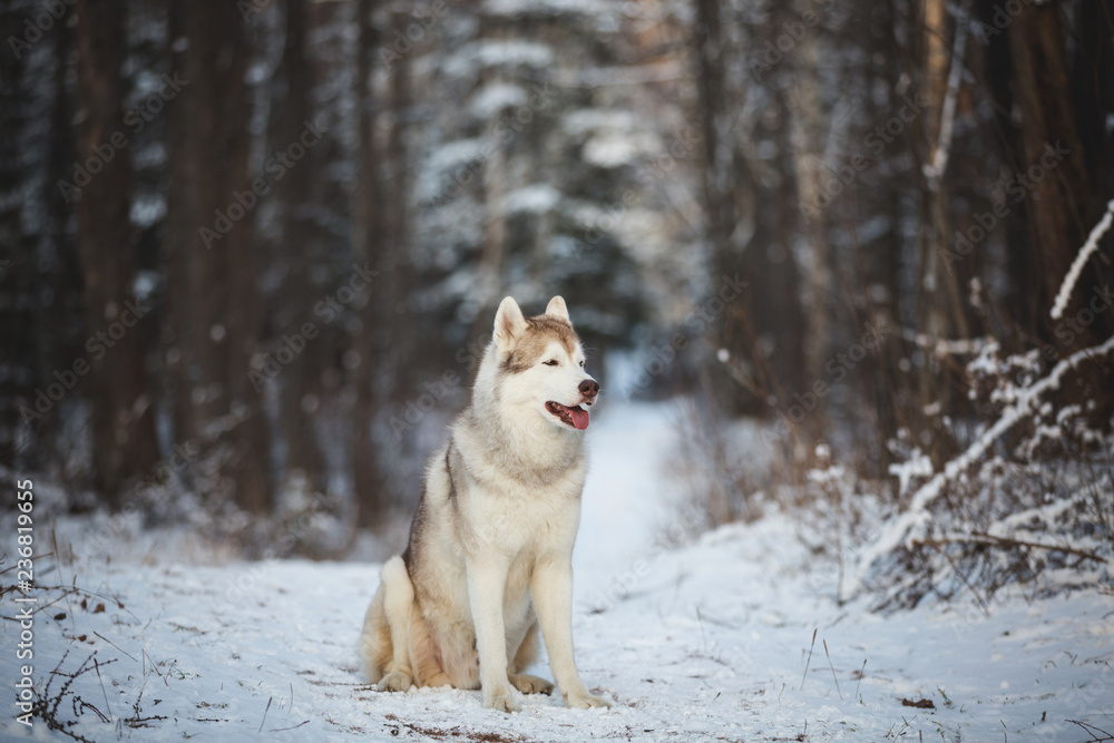 Profile Portrait of happy and free Siberian Husky dog sitting in the winter forest at sunset.